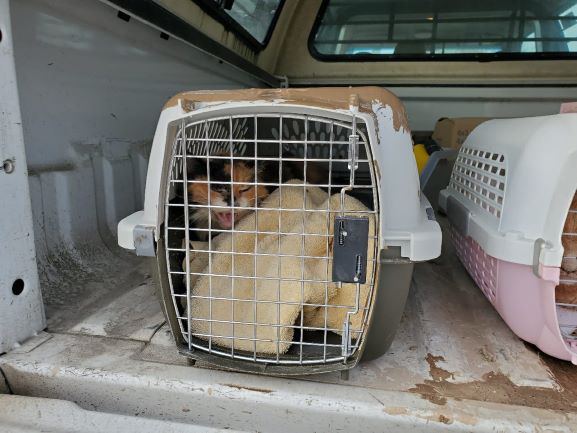 A rescued cat inside a crate placed in the back of a police truck.