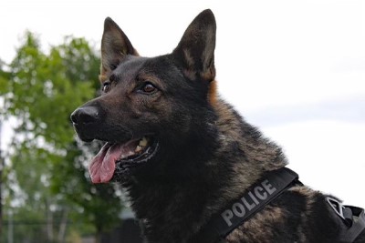Photo of Police Service Dog Jak