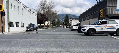 Photo of police escorting Canada geese