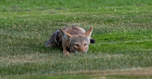 Coyote laying on the grass