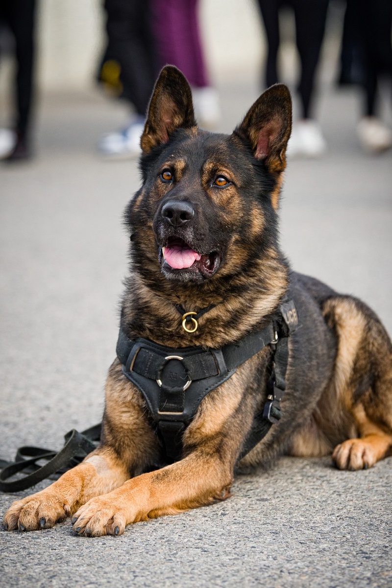 Police service dog Mysan